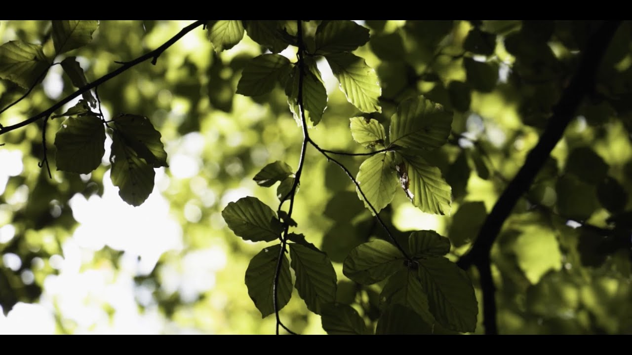 youtube placeholder image